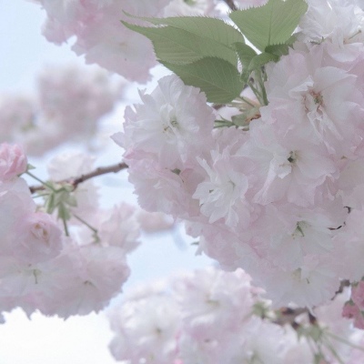 怀柔FurryQQ群介绍